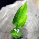 ↘℡沺野风